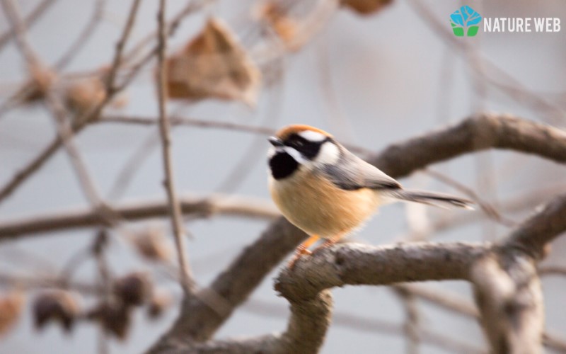 Black-throated Bushtit